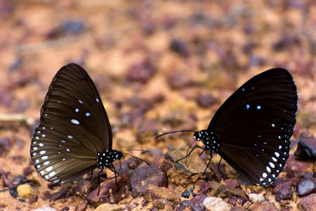Euploea core butterflys gathering water on the rock floorの写真素材