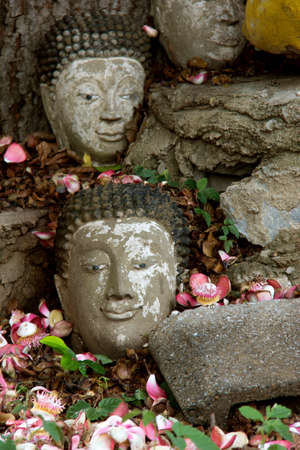 head of buddha on the ground, Ayutthaya, Thailandの写真素材
