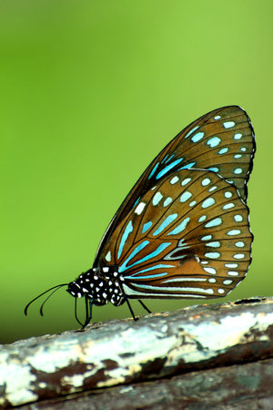 Dark Blue Tiger Butterfly (Tirumala septentrionis) perching on wood with clear green backgroundの写真素材