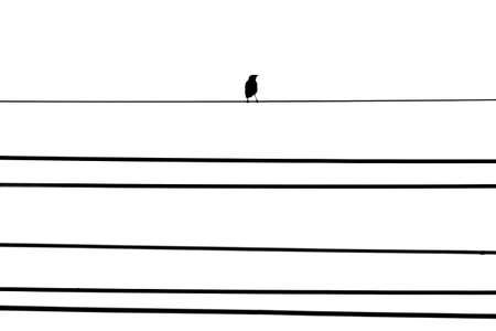 Bird on the telephone line isolated white backgroundの写真素材