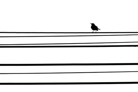 Bird on the telephone line isolated white backgroundの写真素材