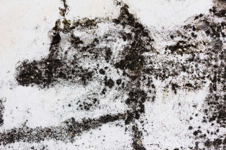 Concrete wall with moldyの写真素材