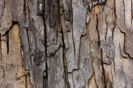 Tree bark texture wallpaper and backgroundの写真素材