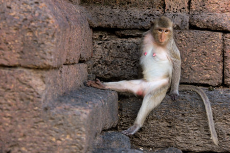 monkey long-tailed macaque sitting on a pile of laterite, photo focus on monkey.