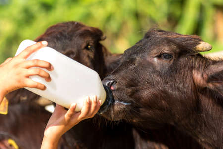 Feeding a baby of murrah buffalo (water buffalo) from bottleの写真素材