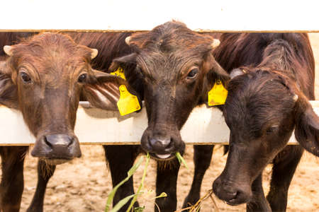 baby of murrah buffalos (water buffalo) at farm in thailandの写真素材