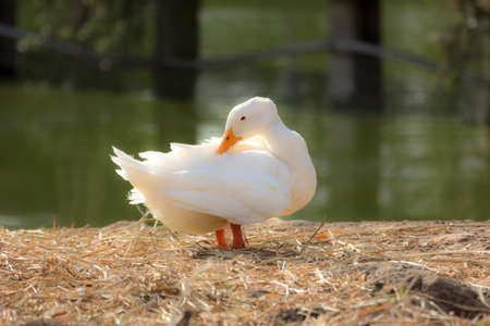 White duck preening next to a pond or lake.の写真素材