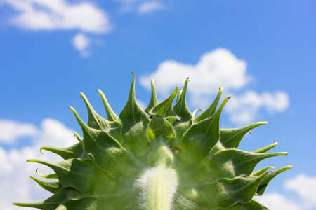 sunflower, back of sunflower and bright blue skyの写真素材