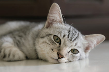 sleepy cat on the floor