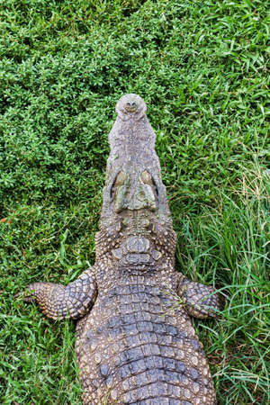 crocodile resting on the grass.の写真素材