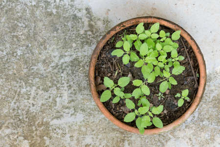 sapling of the tree in clay pot on cement floorの写真素材