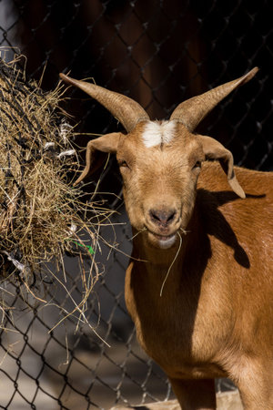 Brown goat eating hay in farm