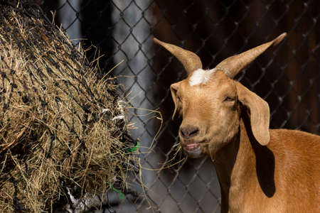 Brown goat eating hay in farmの写真素材
