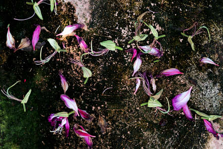 flower petals fall on the floorの写真素材