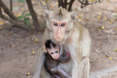 Asing Monkey mother hugging baby on the breast.の写真素材