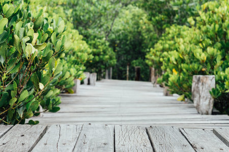wooden bridge walkway in mangrove forest, vintage photo and selective focus.の写真素材