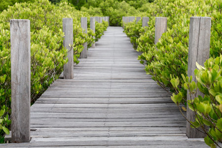 wooden bridge walkway in mangrove forest, selective focus.の写真素材
