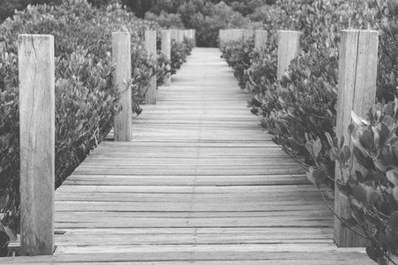 wooden bridge walkway in mangrove forest, selective focus.の写真素材