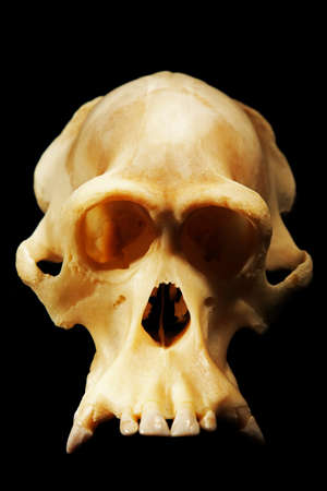reconstructed fossil skull of orangutan, human antecessor and human evolutionの写真素材