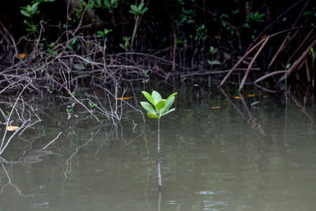 Little Avicennia marina tree in Mangrove forestの写真素材