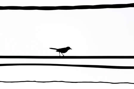 Bird on the telephone line isolated white backgroundの写真素材