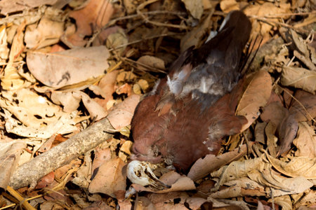 pigeon dead on the dry leaves in the forest