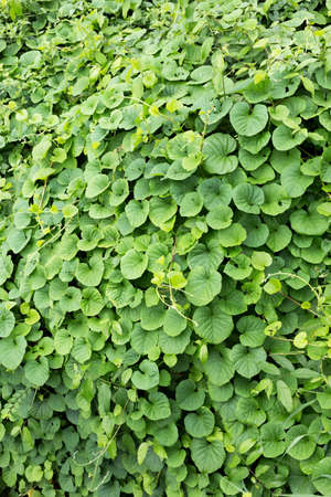 green leaf backgroundの写真素材