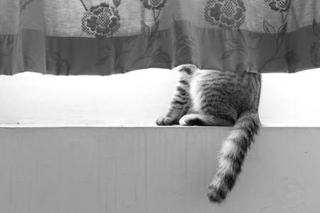 cat hide inside the curtain showing half lower bodyの写真素材