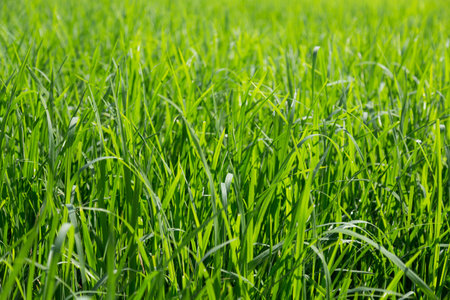 green leaves of rice in paddy, background and texture