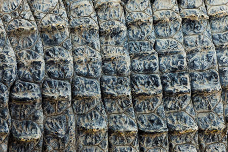 dry crocodile skin, background and textureの写真素材
