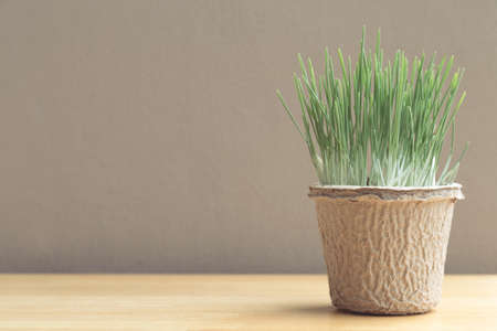 Green organic wheatgrass in the recycled paper pot on wood table and brown wall, vintage photoの写真素材