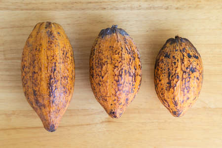 three fresh cocoa pod on the wooden backgroundの写真素材