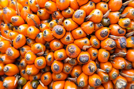 close up fresh palm oil seed in the bunch. african oil palm, Macaw fat (Elaeis guineensis Jacq)....