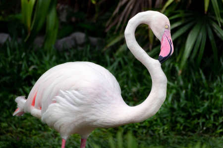 beautiful flamingo standing and relaxing in the wild at national park, pink big bird greater flamingo. Phoenicopterus rubber. animal and nature concept.の写真素材