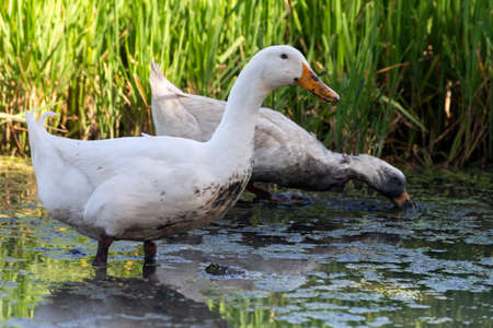 two white ducks walking on the mud to looking for natural food (fish and shellfish) in the rice field. farm animal and organic agriculture concept.の写真素材