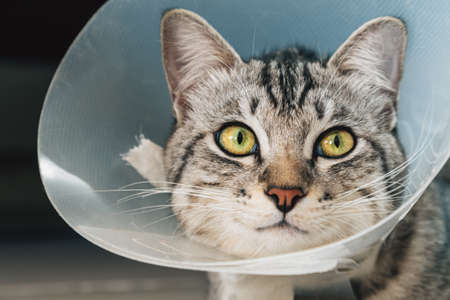 happy young american shorthair cat in veterinary plastic cone or E-Collar (Elizabethan Collar) in the head at recovery after surgery. animal healthcare and pet conceptの写真素材