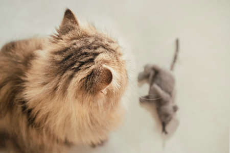 Top view overhead happy british longhair chinchilla persian kitten cat playing and looking mouse doll toy at home in the morning.の写真素材