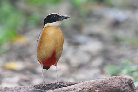 Blue-Winged Pitta birdの写真素材