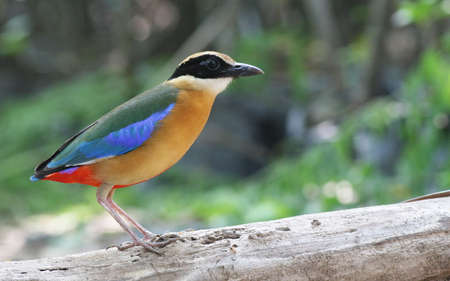 Blue-Winged Pitta の写真素材