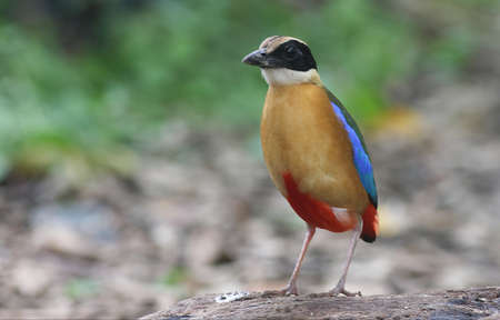 Blue-Winged Pitta birdの写真素材