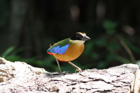 Blue-Winged Pitta birdの写真素材