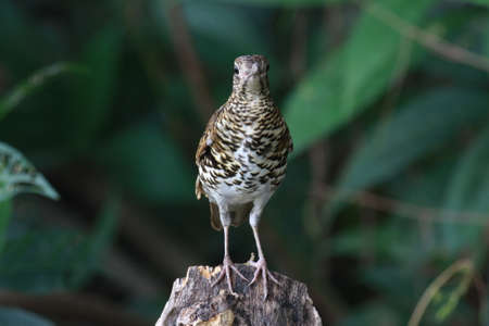 White's Thrush Bird の写真素材