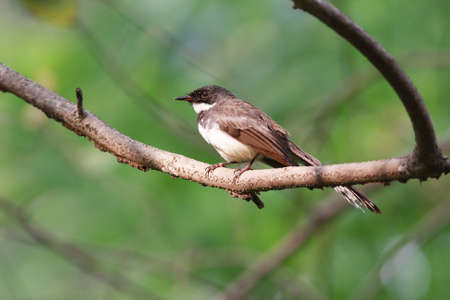 Birdの写真素材