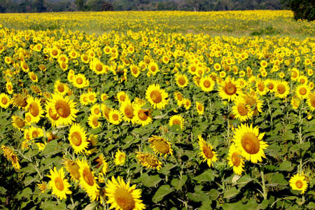 sunflower fieldの写真素材