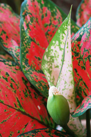 red leafの写真素材