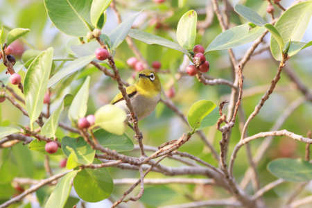 Oriental White-eyeの写真素材