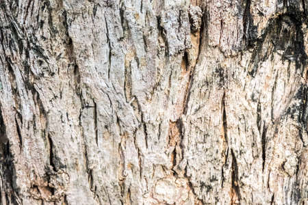 Wood textureの素材