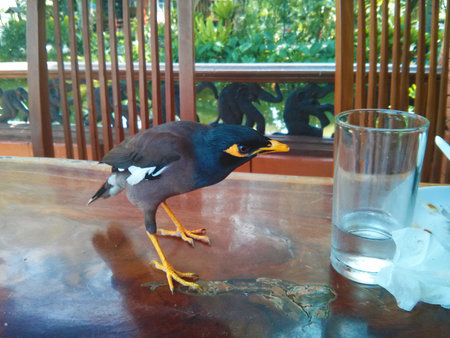 Common Hill Myna bird curiously looks at the glass の写真素材