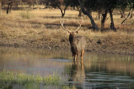 Male sambar deer in lake, Ranthambore park, India