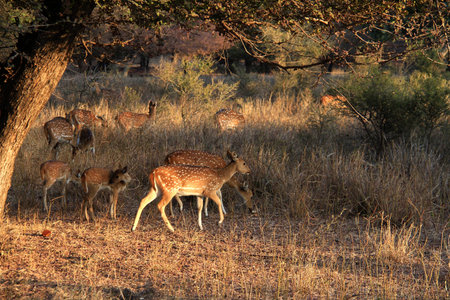 Group of asian spotted deer female and calfs in afternoon light in grassの写真素材